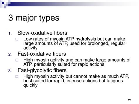what are fast oxidative fibers similar to